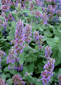 Nepeta 'Purple Haze'